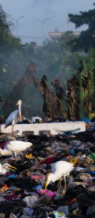 image de poubelles dans une decharge avec oiseaux