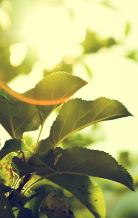 image de feuilles de arbre avec soleil
