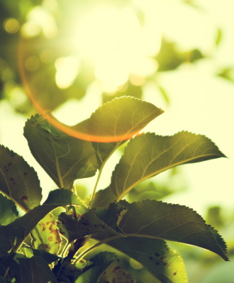 image de feuilles de arbre avec soleil